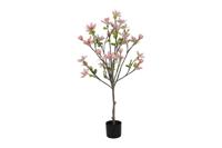 Decostar Magnolia Loebneri plant 120 cm licht roze