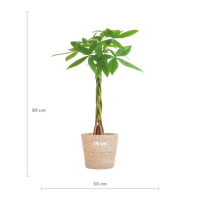 Pachira Aquatica met Sofia mand naturel - 80cm - Ø21