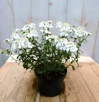 3 stuks! Iberis Warentuin Natuurlijk - Warentuin natuurlijk