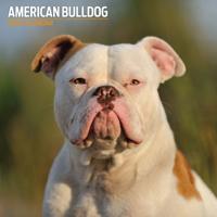 Amerikaanse Bulldog Kalender 2026
