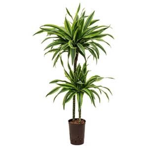 Dracaena lemon lime sina hydrocultuur plant