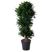 Dracaena Compacta vertakt - 140 cm - ø31 Dracaena Compacta vertakt - 140 cm - ø31