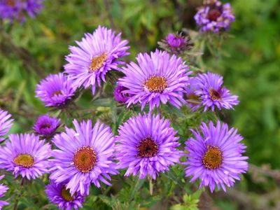 Aster