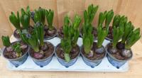 Hyacinten 3 bollen per potje 10 potjes in tray mix kleuren Warentuin Natuurlijk - Warentuin natuurlijk