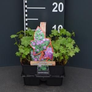 Ooievaarsbek (geranium cantabrigiense "Karmina") bodembedekker - 4-pack - 1 stuks