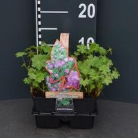 Ooievaarsbek (geranium cantabrigiense "Karmina") bodembedekker - 4-pack - 1 stuks - thumbnail