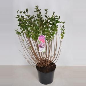 Dwergsering (syringa meyeri "Palibin") - 60-80 cm - 1 stuks