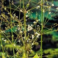 Moerings Alisma plantago-aquatica - Grote waterweegbree Moerings Alisma plantago-aquatica - Grote waterweegbree