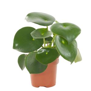 Peperomia raindrop - P 12 cm