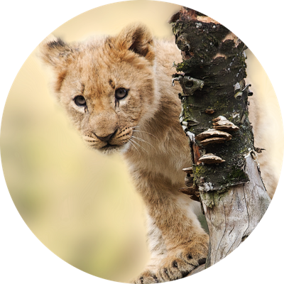 Vinyl vloerkleed dieren Dierlijke schattige tijger