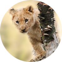 Vinyl vloerkleed dieren Dierlijke schattige tijger