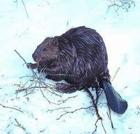 Beaver (bever)