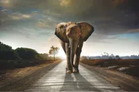 Alexsar Art Tuinschilderij olifant 70x50cm