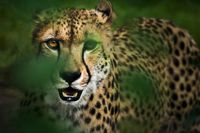 Karo-art Schilderij - Cheeta in hoog gras , Groen/Geel, 2 maten, Premium print