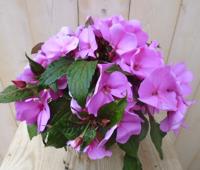 2 stuks! Vlijtig Liesje Balsemien Impatiens roze New Guinea Vlijtig Liesje Warentuin Natuurlijk - Warentuin natuurlijk