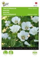 Zaden malope trechtermalva white queen 1.5 gram - Buzzy