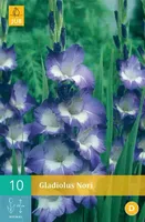 10 Gladiolus Nori