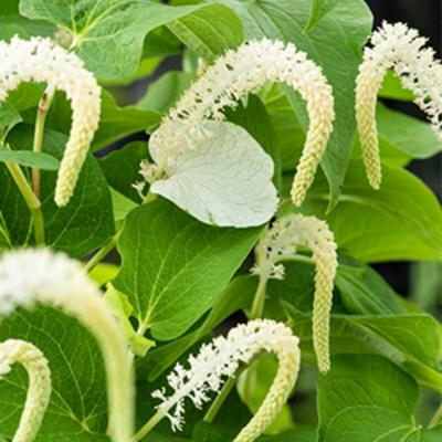 Moerings Saururus cernuus - Leids plantje
