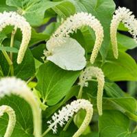 Moerings Saururus cernuus - Leids plantje