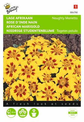 Tagetes patula nana Naughty Marietta - Buzzy