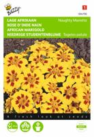 Tagetes patula nana Naughty Marietta - Buzzy