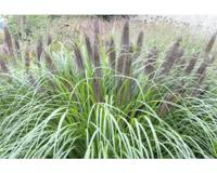 Pennisetum alop. Black Beauty vaste plant Griffioen - Griffioen