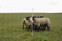 AKO schapennet ovinet maxi 122cm x 50m enkele pen