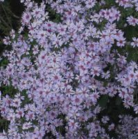 Aster - thumbnail