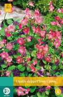Oxalis Deppei Iron Cross Bloembol JUB 25 bollen - Jub