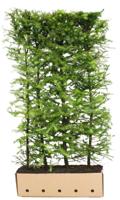 Larix kaempferi 200 cm - Quickhedge