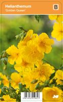 Vips Helianthemum Golden Queen - Zonneroosje