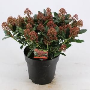 Skimmia (Skimmia Japonica “Wanto”) heester - 40-50 cm (C7) - 7 stuks