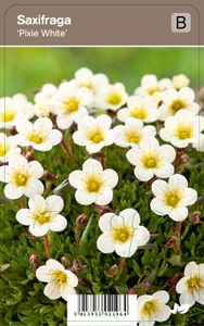 Vips Saxifraga Pixie White - Steenbreek