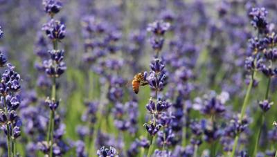Lavendel wesp 130x70cm Tuinschilderij - Customize it