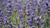 Lavendel wesp 130x70cm Tuinschilderij - Customize it