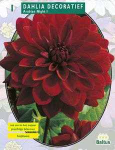 Zomer Bloembollen Dahlia Decoratief Arabian Night per 1 - Baltus