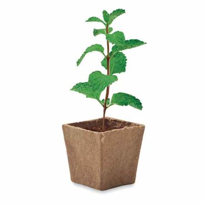 Mintplant Kweekset