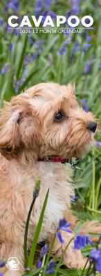 Cavapoo Slimline Kalender 2026