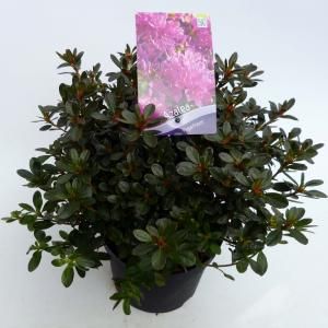 Rododendron (Rhododendron Japonica "Purpurtraum") heester - 30-35 cm - 1 stuks