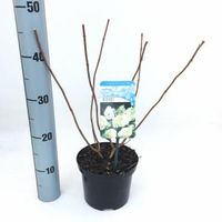 Hydrangea Paniculata "Grandiflora" pluimhortensia - thumbnail