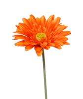 Gerbera kunst steelbloem 60 cm oranje
