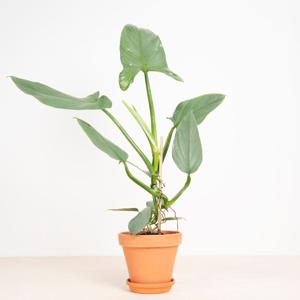 Philodendron Hastatum Silver Sword