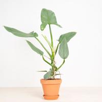 Philodendron Hastatum Silver Sword