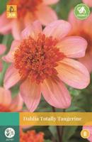 Dahlia Totally Tangerine oranje 1 bloembol Dahlia JUB - Jub
