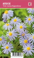 V.I.P.S. Aster dumosus ''Prof. Anton Kippenberg'' - Herfstaster (P9)