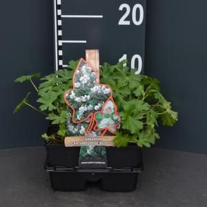 Ooievaarsbek (geranium cantabrigiense "Biokovo") bodembedekker - 4-pack - 1 stuks