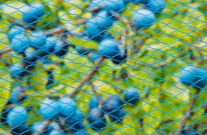 Tuinnet nano blauw maaswijdte 8x8mm 22 g/m2 5x4m - Nature