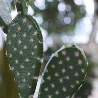 Opuntia kunst Cactus 65cm