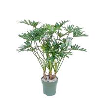 Philodendron Xantal Potmaat 30 H120-130 kamerplant Beautanic Lifestyle - Beautanic lifestyle