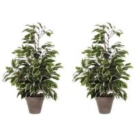 Kunstplant Ficus - 2x - groen/wit - 65 cm - binnen - kunstplanten/nepplanten/binnenplanten